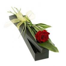 Single Red Rose in a Gift Box Single Red Rose in a Gift Box